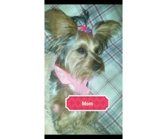 One beautiful male pure bred yorkie puppy - 5