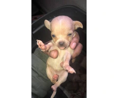 5 Chihuahua pups march 2019