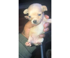 5 Chihuahua pups march 2019 - 2