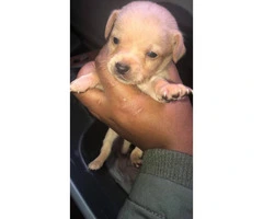 5 Chihuahua pups march 2019 - 3