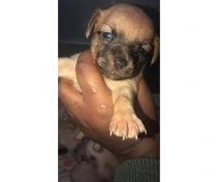 5 Chihuahua pups march 2019 - 4