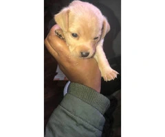 5 Chihuahua pups march 2019 - 5