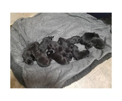For sale Lab puppies, all black 10 puppies available