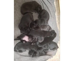 For sale Lab puppies, all black 10 puppies available - 2