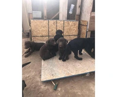 AKC lab puppies 5 males 4 females - 2