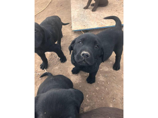 AKC Lab Puppies 5 Males 4 Females Salt Lake City Puppies For Sale Near Me