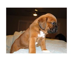 Purebred cinnamon color boxer puppy