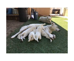 Pure breed White German Shepherd puppies - 1