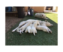 Pure breed White German Shepherd puppies - 2