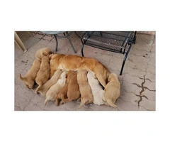 Purebred golden retriever puppies $750 - 3