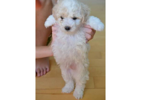 Pure bred clean & white Maltese puppy in Las Vegas ...