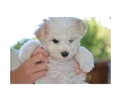 2 months old Maltese mix puppy - 3