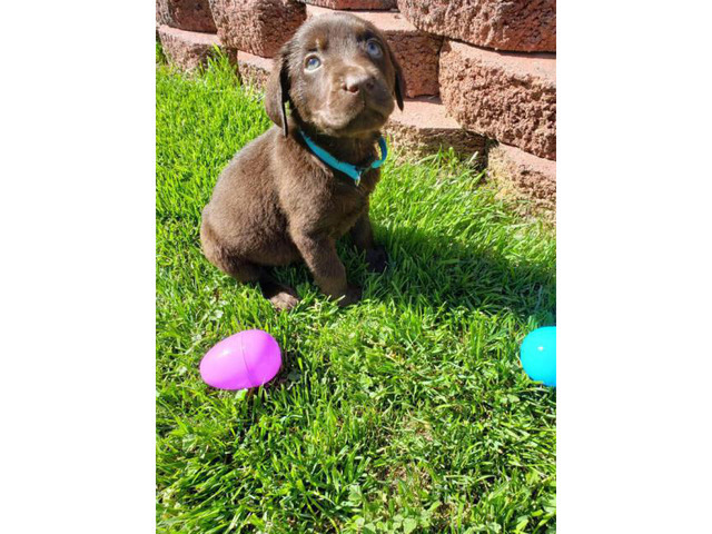 4 Yellow Akc Lab Puppies in Phoenix, Arizona - Puppies for ...