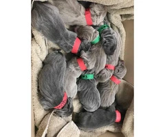 6 male AKC Weimaraners are looking their forever home