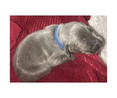 6 male AKC Weimaraners are looking their forever home - 3