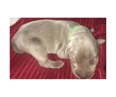 6 male AKC Weimaraners are looking their forever home - 5