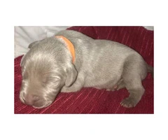 6 male AKC Weimaraners are looking their forever home - 6