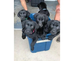 AKC lab puppies with eight week shots - 2