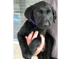 AKC lab puppies with eight week shots - 3
