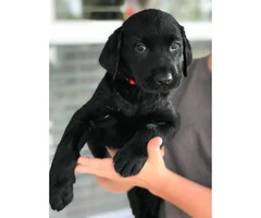 AKC lab puppies with eight week shots - 5