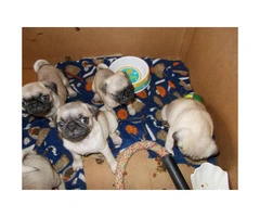 Pug puppies available for sale - 2