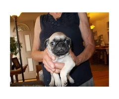Pug puppies available for sale - 3