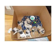 Pug puppies available for sale - 4