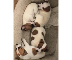 3 pure breed male Jack Russell puppies To a good home only