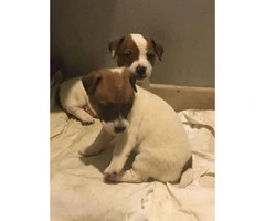 3 pure breed male Jack Russell puppies To a good home only - 2