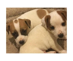 3 pure breed male Jack Russell puppies To a good home only - 3