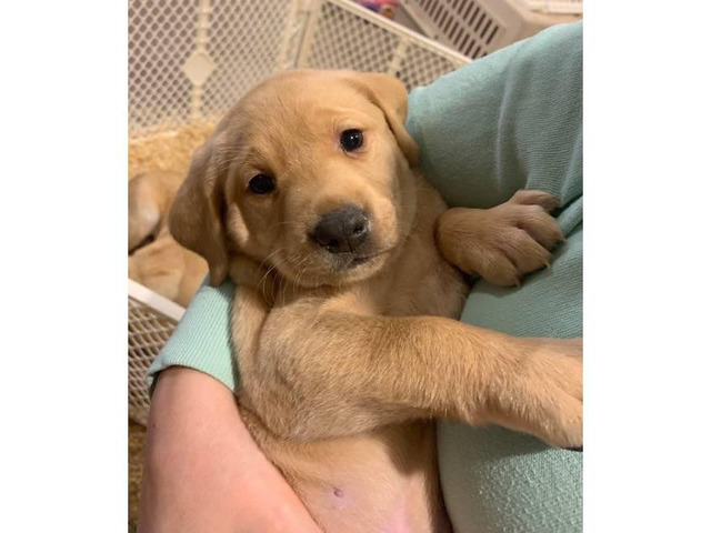 AKC Yellow Lab Puppies to their forever homes March 23rd in Memphis, Tennessee - Puppies for ...