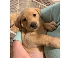 AKC Yellow Lab Puppies to their forever homes March 23rd - 2