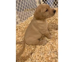 AKC Yellow Lab Puppies to their forever homes March 23rd - 3
