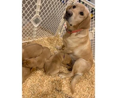 AKC Yellow Lab Puppies to their forever homes March 23rd - 4