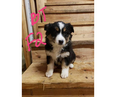 Blue merle and black tri mini aussie puppies for sale in ...