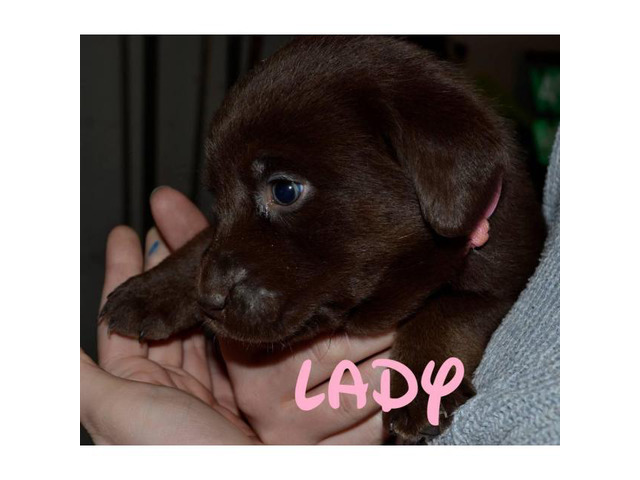 Chocolate lab puppies AKC Registered with papers at hand ...