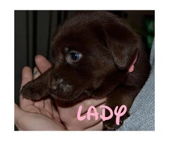 Chocolate lab puppies AKC Registered with papers at hand