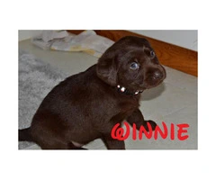 Chocolate lab puppies AKC Registered with papers at hand - 3