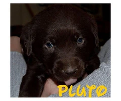 Chocolate lab puppies AKC Registered with papers at hand - 4