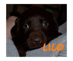 Chocolate lab puppies AKC Registered with papers at hand - 5