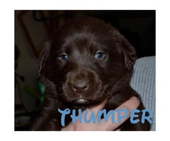 Chocolate lab puppies AKC Registered with papers at hand - 6