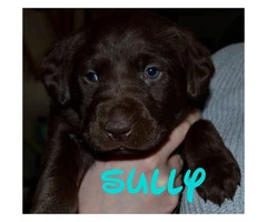 Chocolate lab puppies AKC Registered with papers at hand - 7