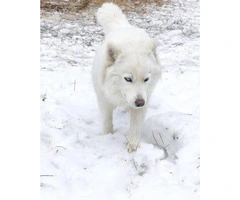 6 Beautiful Siberian Huskies - 9