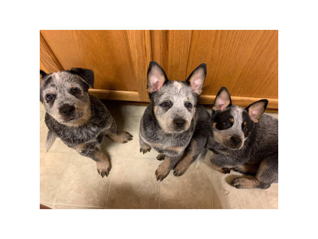 3 Blue Heelers puppies available in New Virginia, Iowa ...