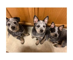 3 Blue Heelers puppies available