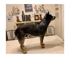 3 Blue Heelers puppies available - 3