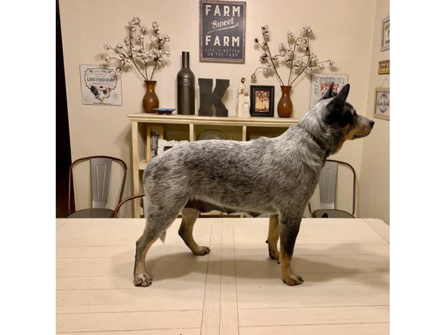 3 Blue Heelers puppies available in New Virginia, Iowa - Puppies for