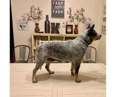 3 Blue Heelers puppies available - 4