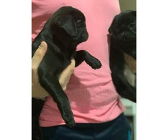 10 weeks pug puppies all black