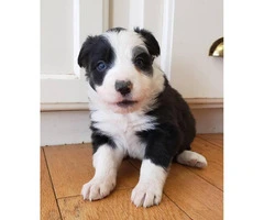 Border collies - Only 4 left - 1